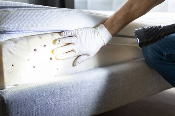 Best Local Pest Control Services  in Merritt Park, NY