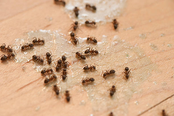 Best Pest Control Near Me  in Merritt Park, NY
